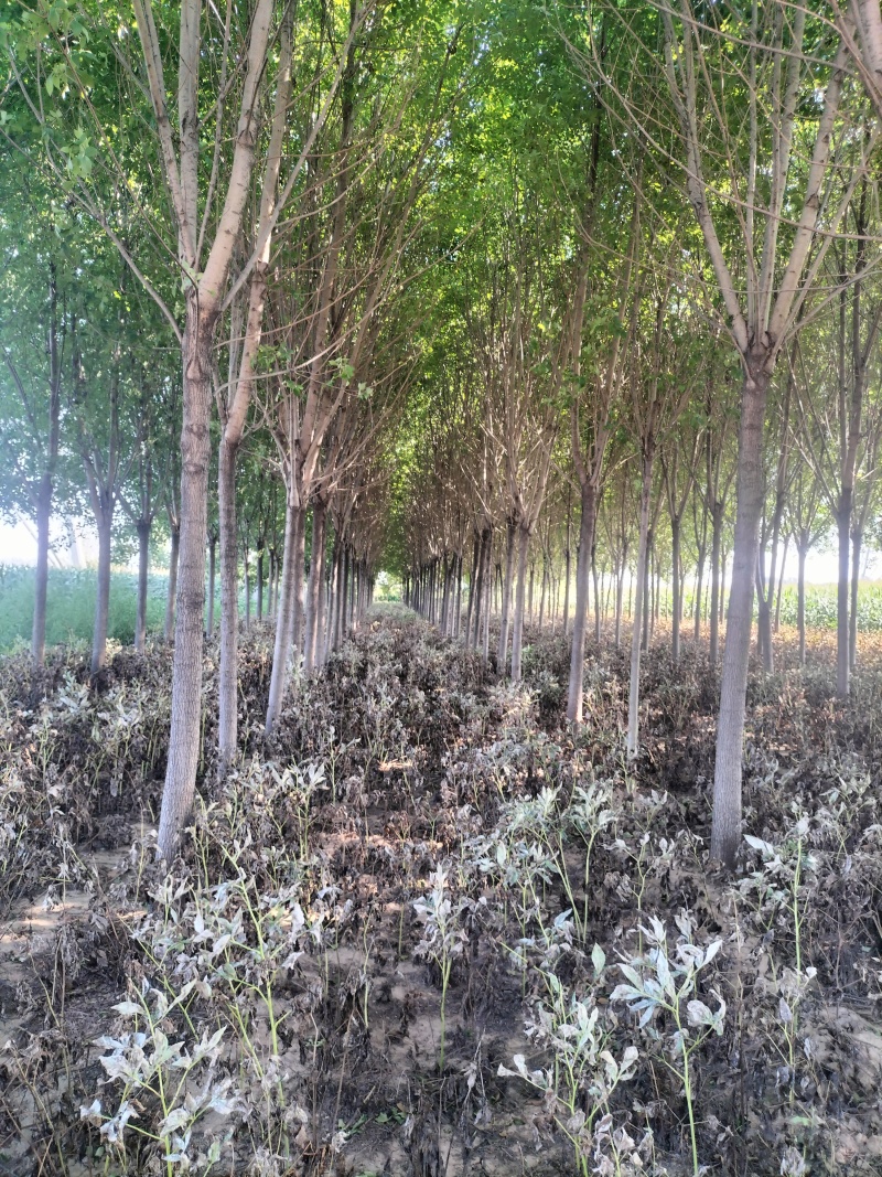 优质白蜡树，胸径16公分，外型美观，大量现货，优质品种。