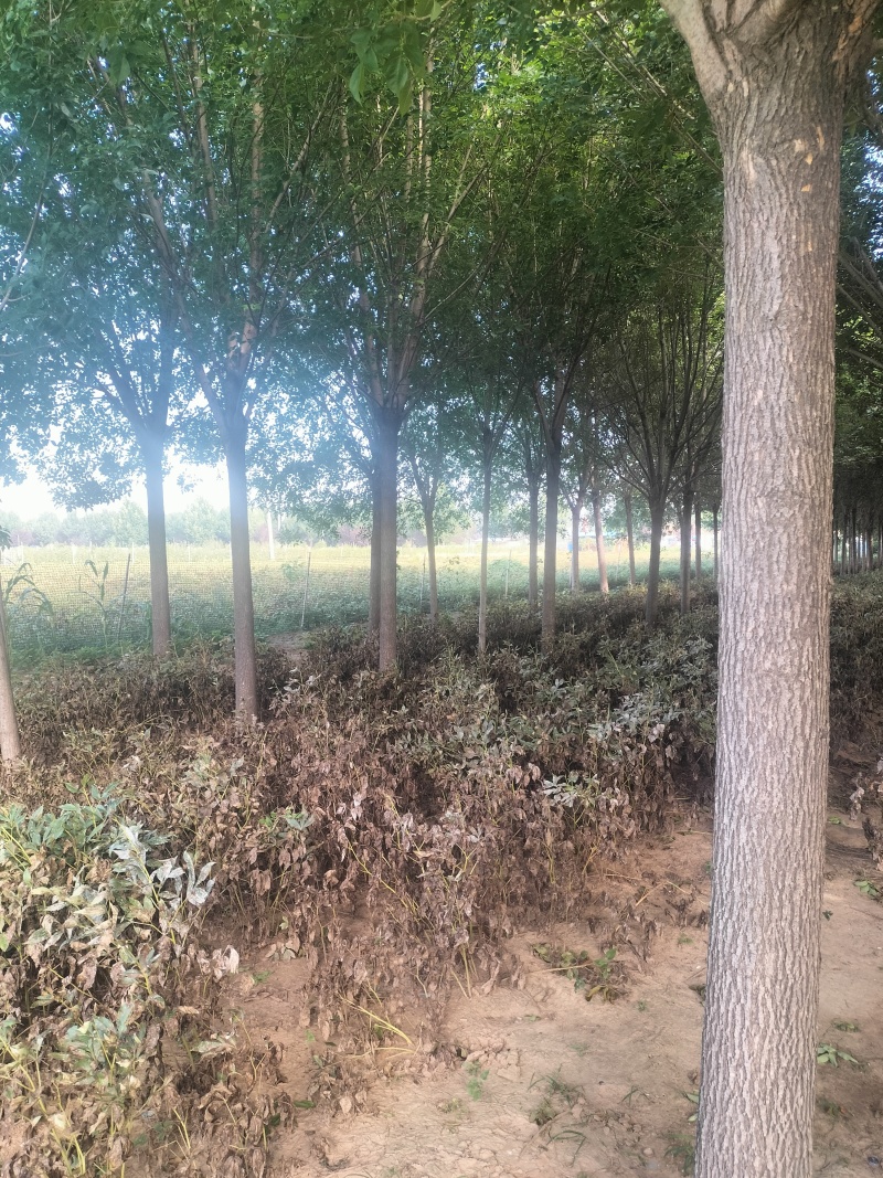 优质白蜡树，胸径16公分，外型美观，大量现货，优质品种。