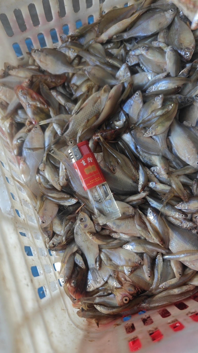 饵料鱼桂鱼开口料货源充足量大从优质量保证欢迎咨询