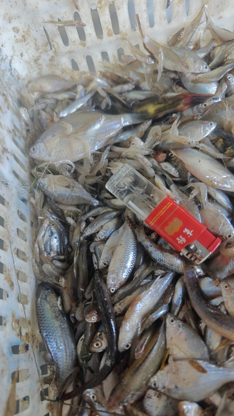 饵料鱼桂鱼开口料货源充足量大从优质量保证欢迎咨询