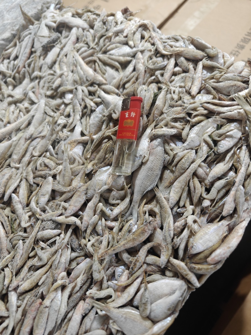 饵料鱼桂鱼开口料货源充足量大从优质量保证欢迎咨询