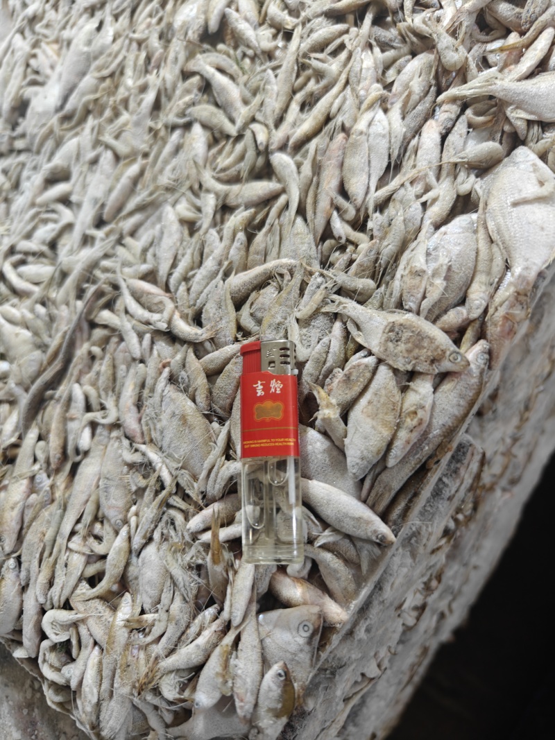饵料鱼桂鱼开口料货源充足量大从优质量保证欢迎咨询