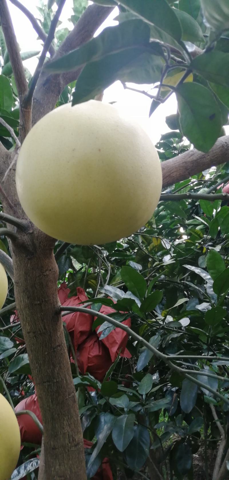 又大又甜的红肉蜜柚成熟，欢迎砸单