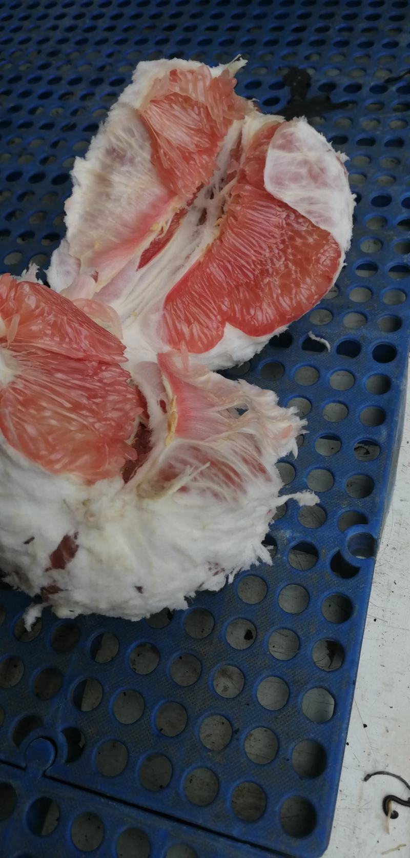 又大又甜的红肉蜜柚成熟，欢迎砸单