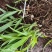 块茎2公分以上