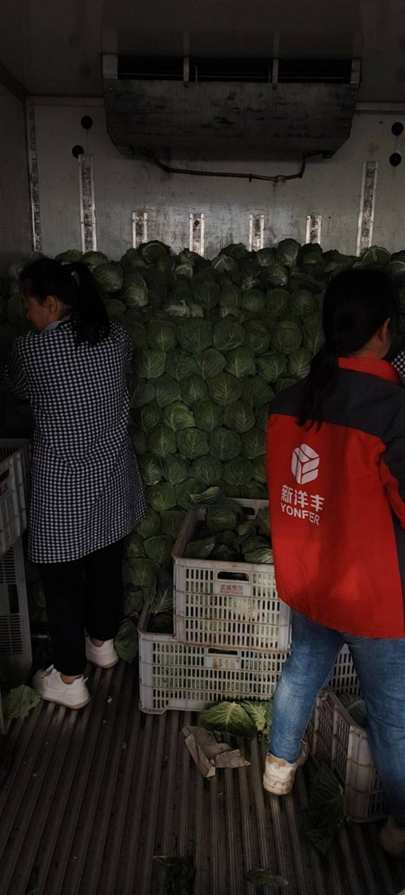 甘蓝大量有货价格随行就市协助装车有需要联系