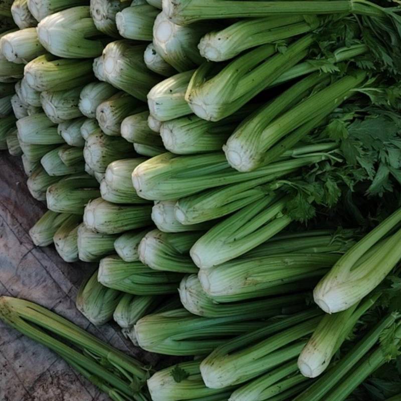 芹菜香芹大量出货现场订货质量保证协助装车