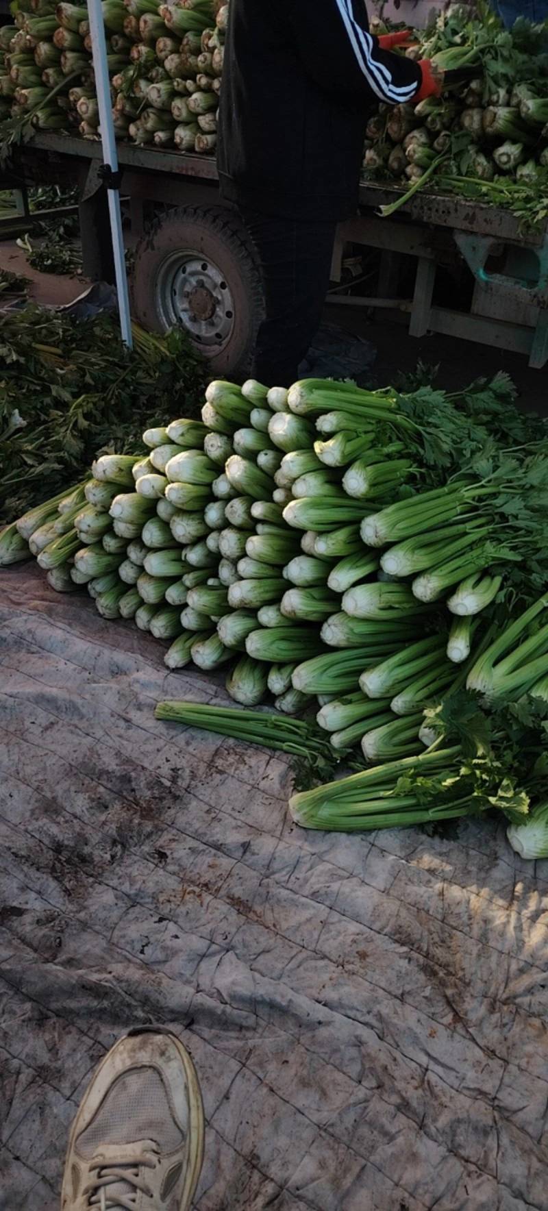 芹菜香芹大量出货现场订货质量保证协助装车