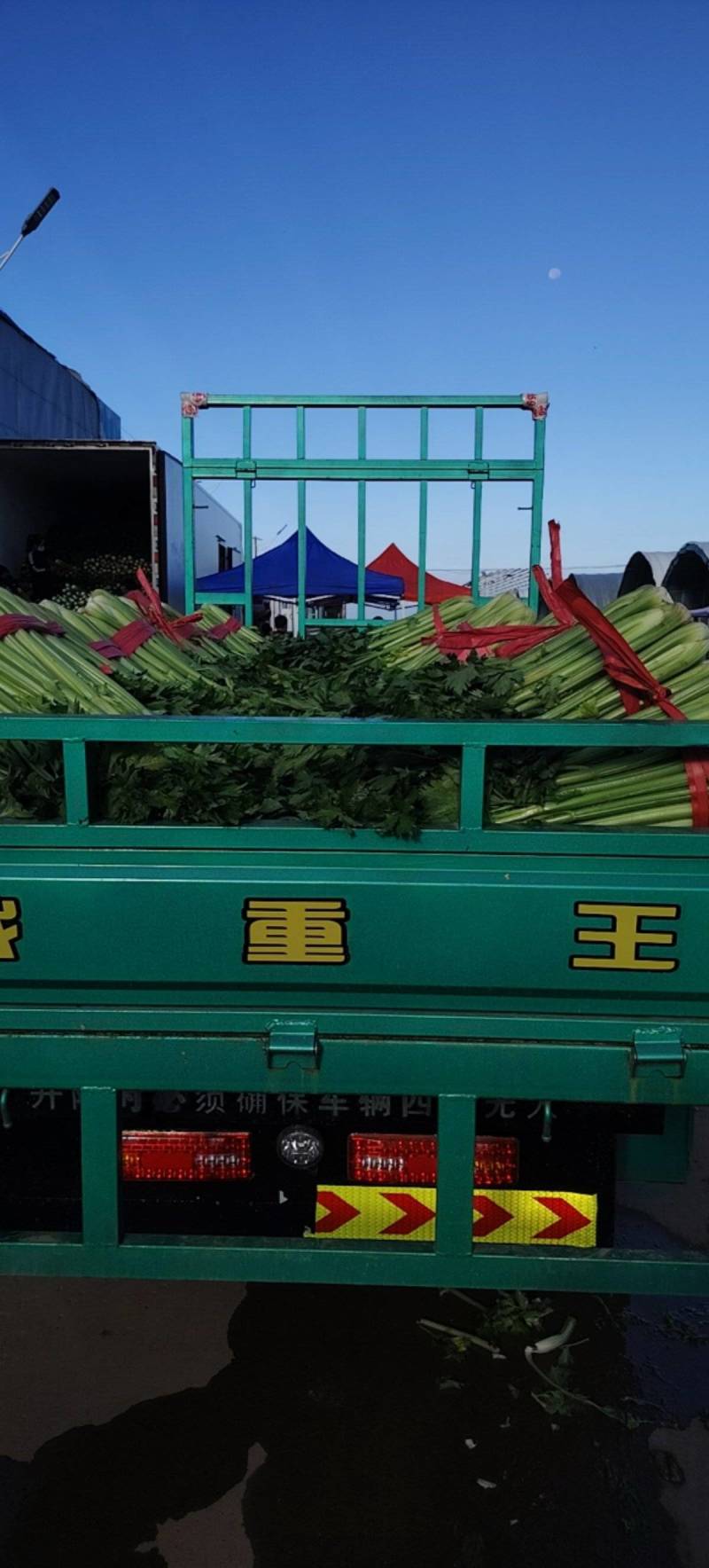 芹菜香芹大量出货现场订货质量保证协助装车