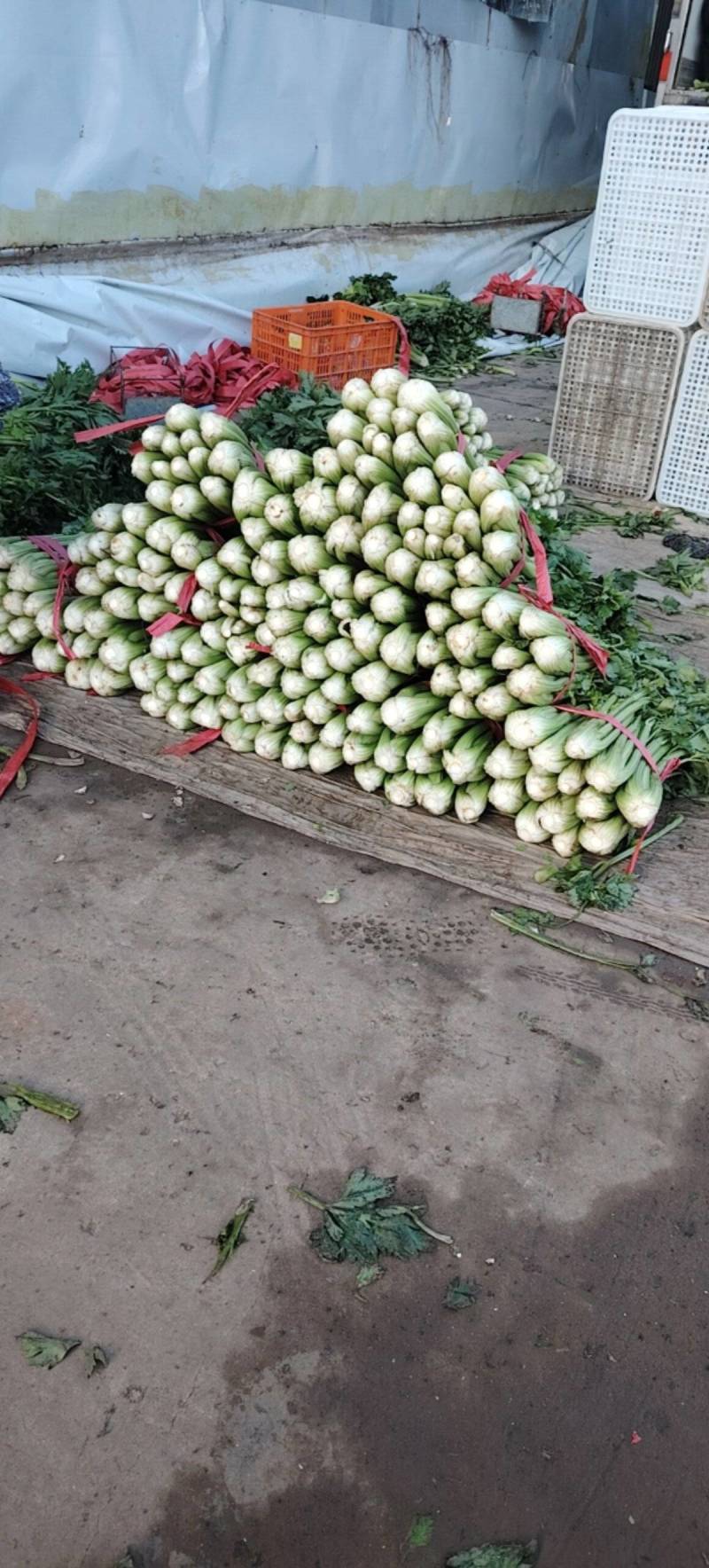 芹菜香芹大量出货现场订货质量保证协助装车