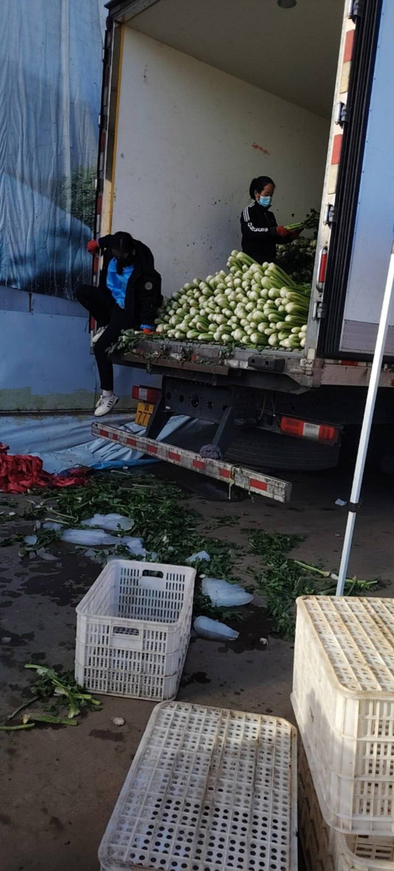 芹菜香芹大量出货现场订货质量保证协助装车