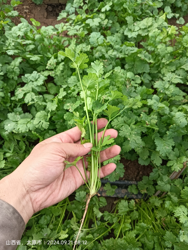 精品铁杆大叶香菜