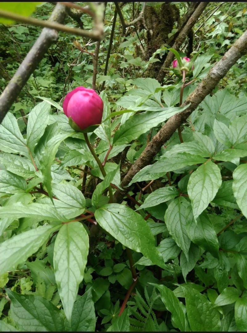 大量野生白芍，需要的联系