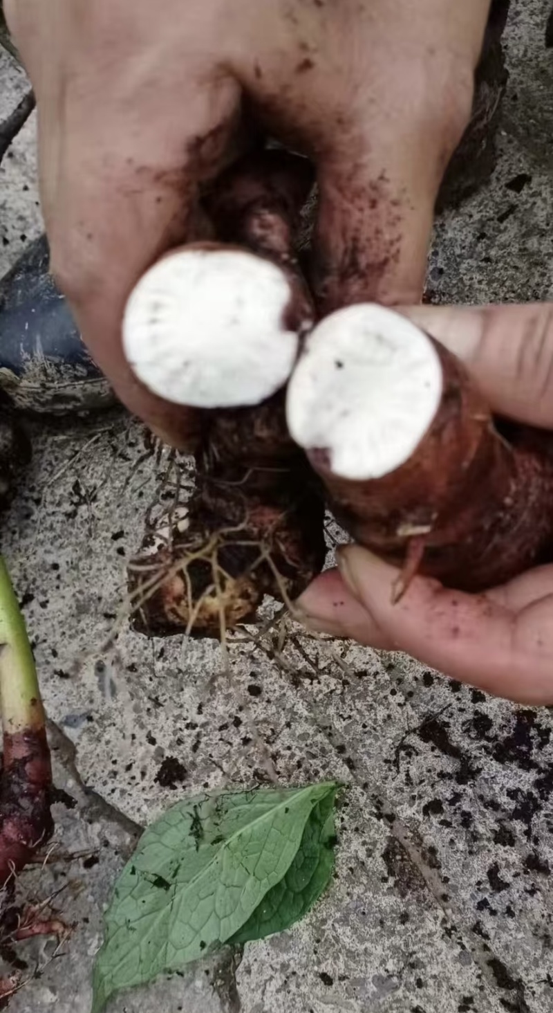大量野生白芍，需要的联系