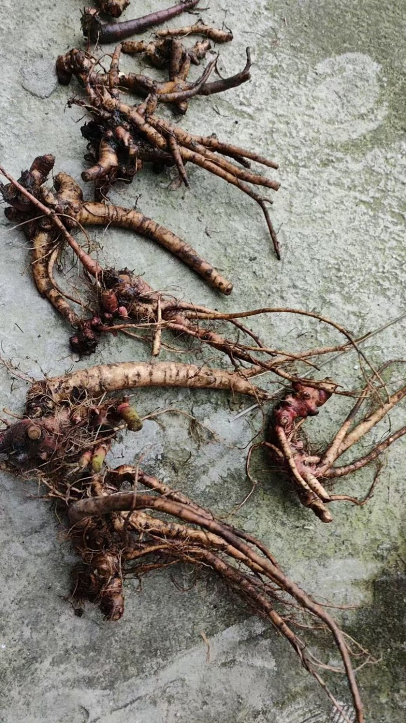 大量野生白芍，需要的联系