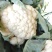 松花菜河北发货日供8车左右协助装车全国发货