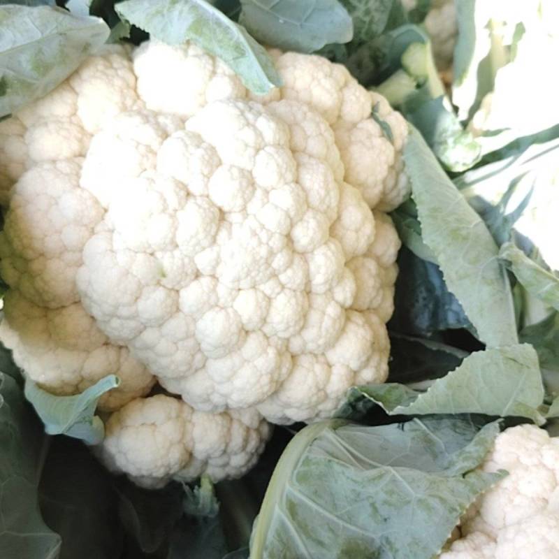 松花菜河北发货日供8车左右协助装车全国发货