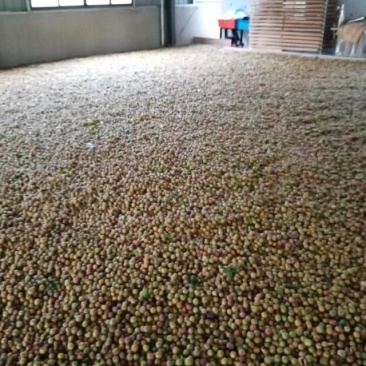 千岛湖浙渝农业山茶干籽
