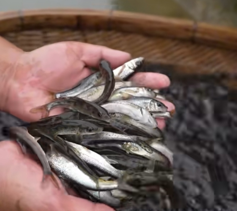 花骨鱼苗淡水花骨鱼抗病能力强杂食性鱼内长势快