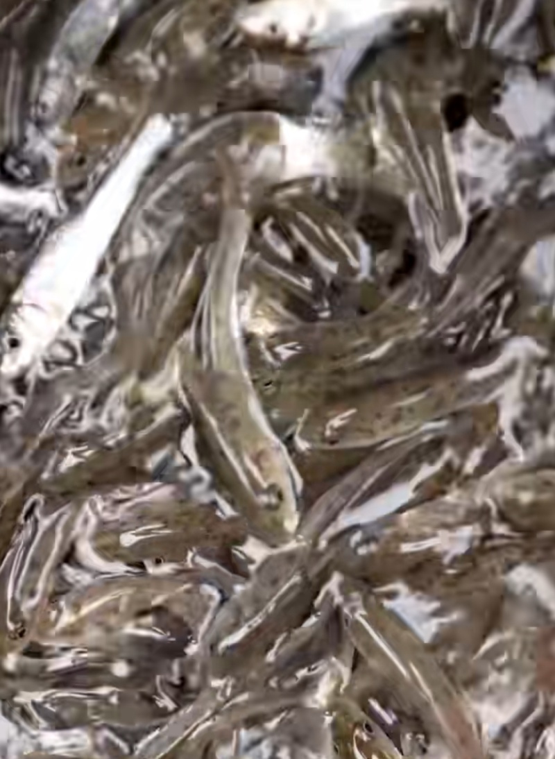 花骨鱼苗淡水花骨鱼抗病能力强杂食性鱼内长势快