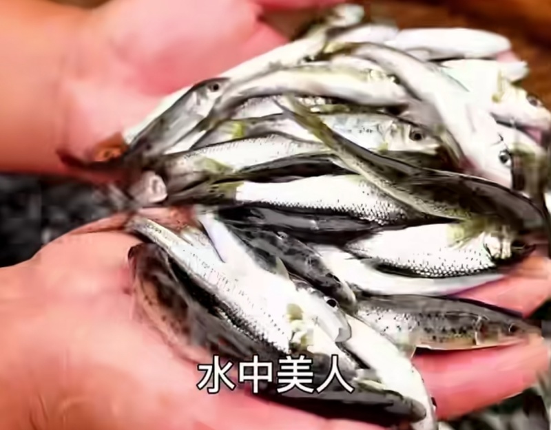 花骨鱼苗淡水花骨鱼抗病能力强杂食性鱼内长势快