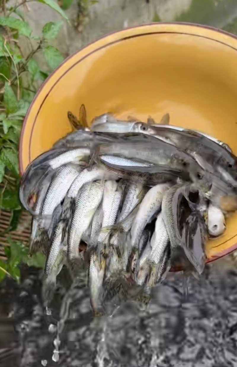 花骨鱼苗淡水花骨鱼抗病能力强杂食性鱼内长势快