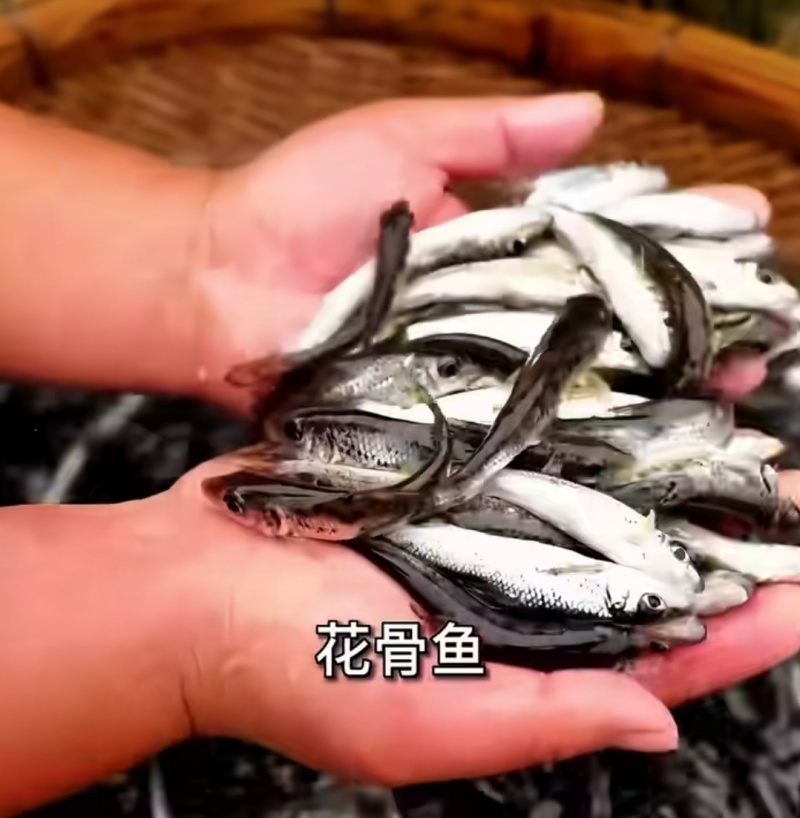 花骨鱼苗淡水花骨鱼抗病能力强杂食性鱼内长势快