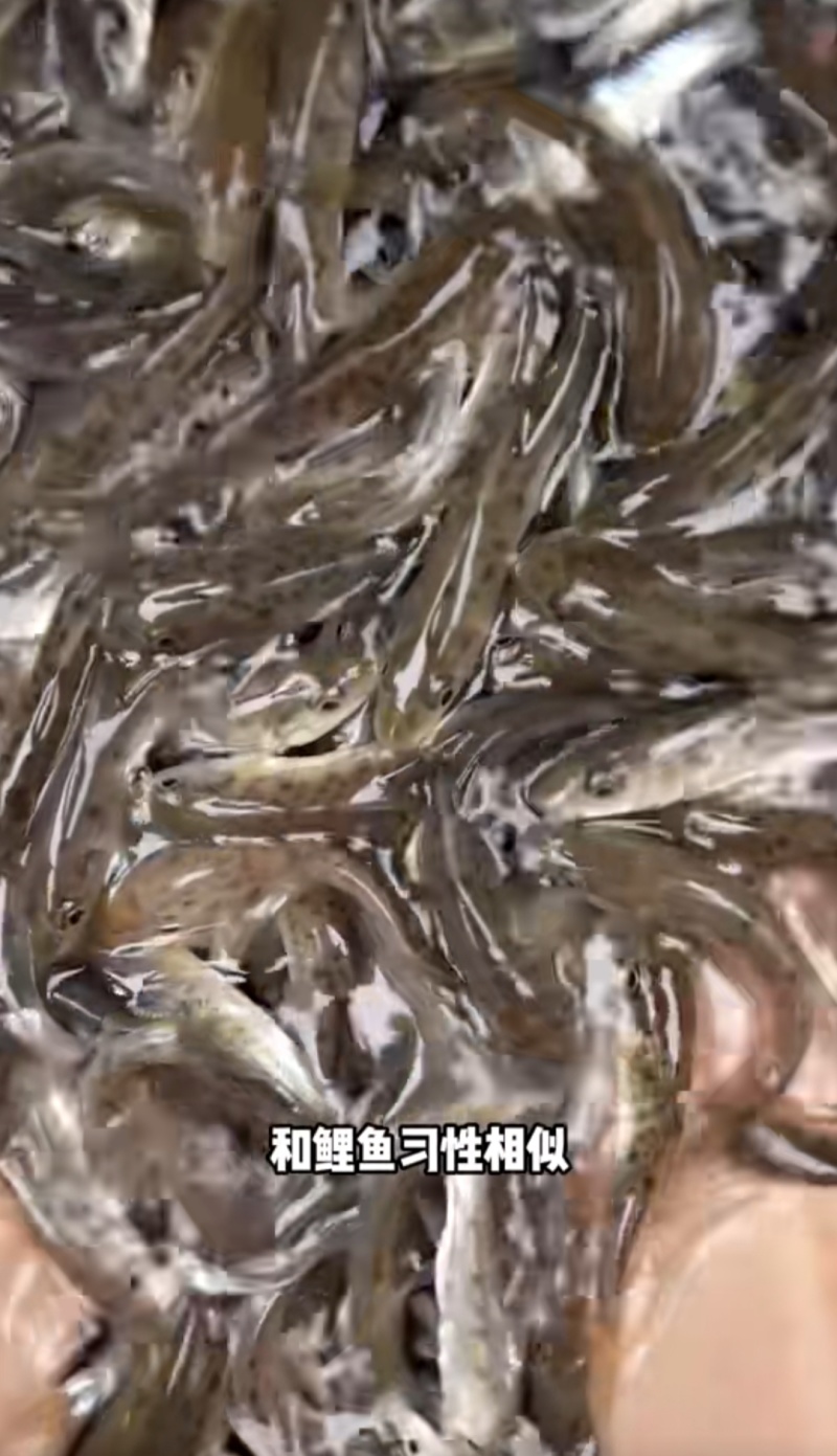 花骨鱼苗淡水花骨鱼抗病能力强杂食性鱼内长势快