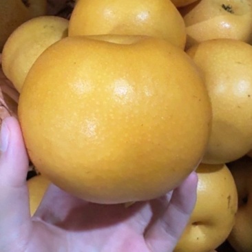 正宗秋梨大量有货自家果园质量保证欢迎咨询