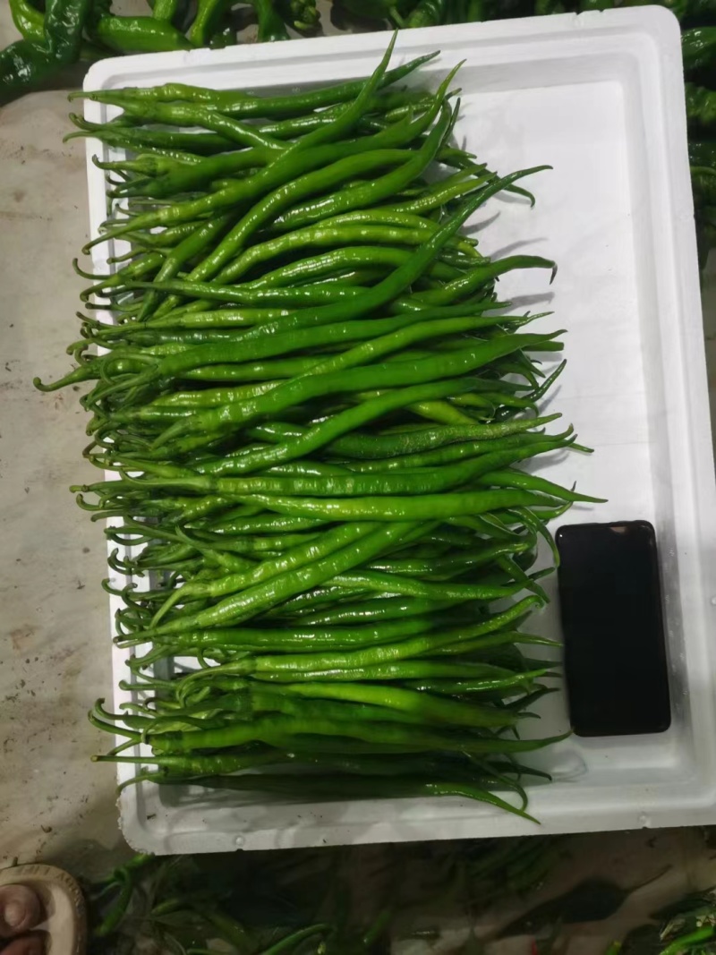 精品线椒，个个直条，二十多公分长