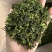 富硒白茶卷型
