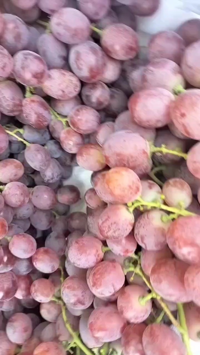 陕西蒲城红提葡萄大量有货，颜色好口感甜，对接全国客商。
