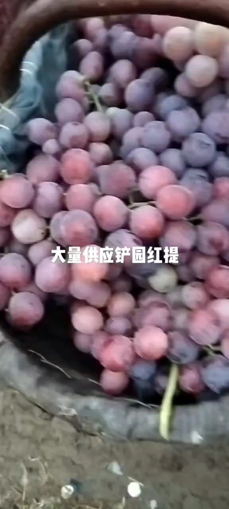 陕西蒲城红提葡萄大量有货，颜色好口感甜，对接全国客商。