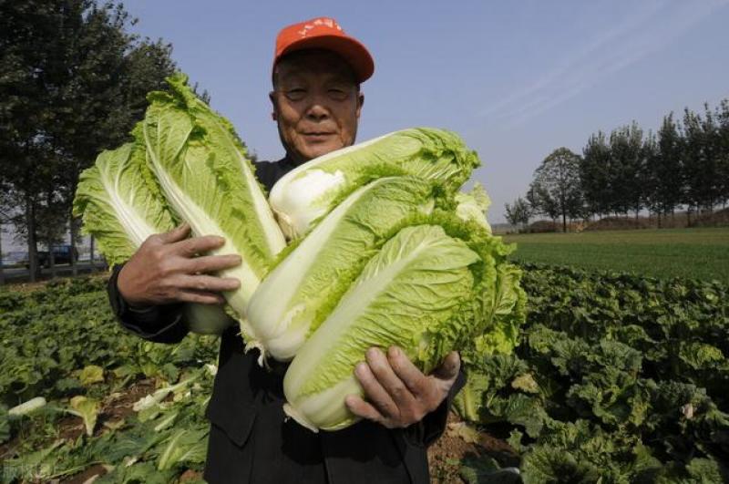 辽宁锦州凌海市右卫镇，大白菜大量上市，心实，颗大。