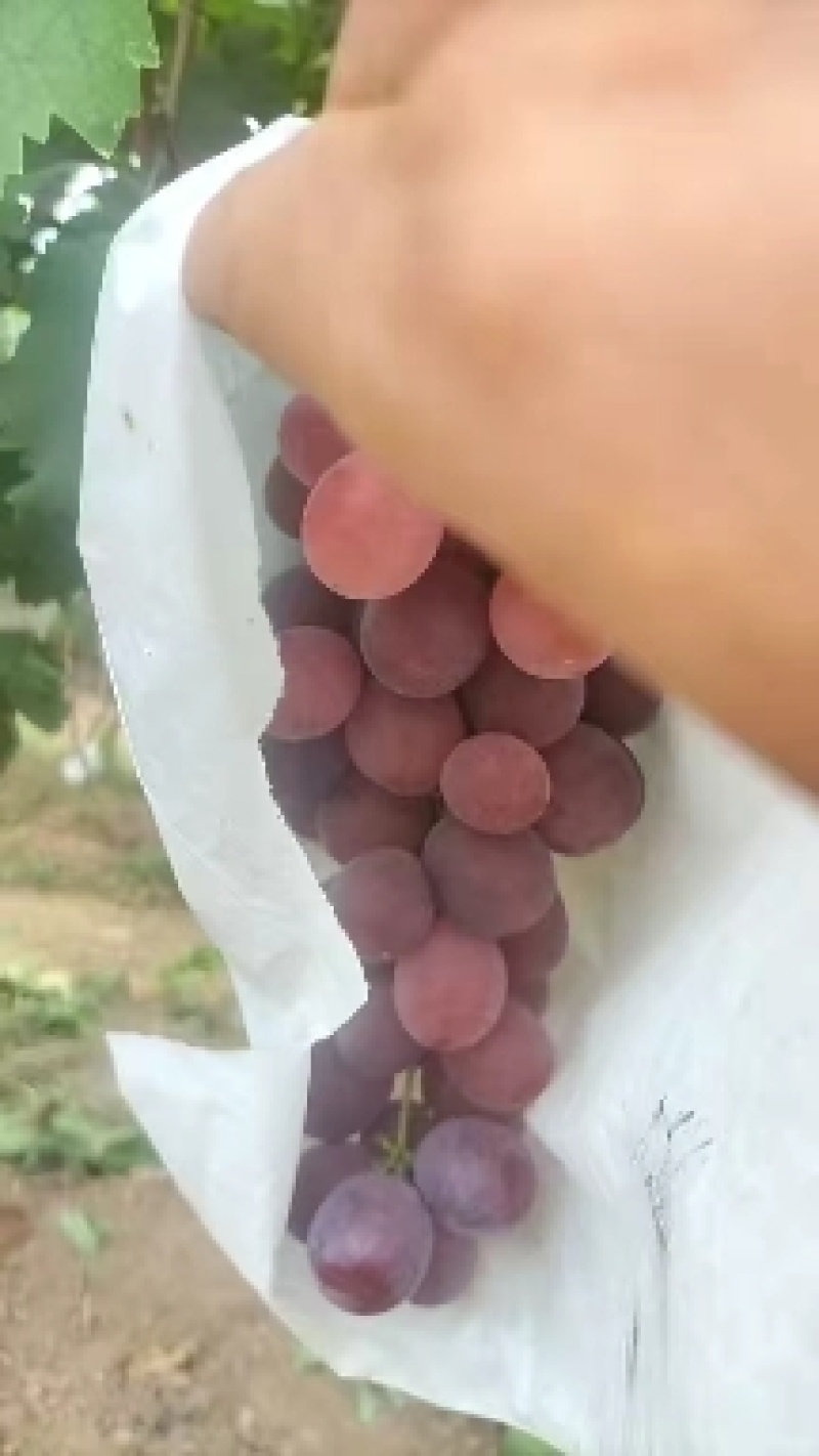 陕西蒲城红提葡萄大量有货，颜色好口感甜，对接全国客商。