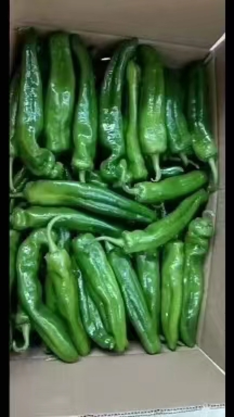 精品泡椒，质量保证，需要的联系