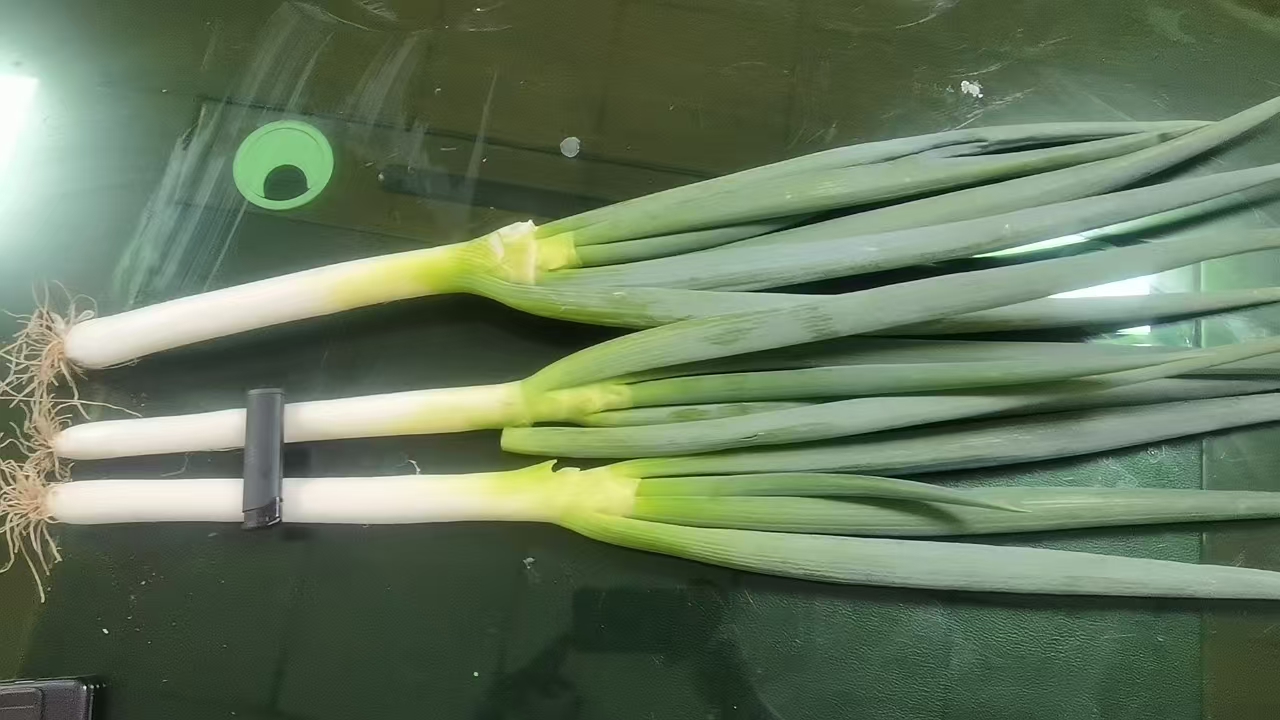 大葱叶素饺子搭配三种延伸吃法摆盘:左侧为金黄葱叶煎饼,中间为主角饺子,右侧为翠绿葱叶蒸菜,背景虚化展现新鲜大葱植株 大葱叶素饺子搭配三种延伸吃法摆盘:左侧为金黄葱叶煎饼,中间为主角饺子,右侧为翠绿葱叶蒸菜,背景虚化展现新鲜大葱植株
