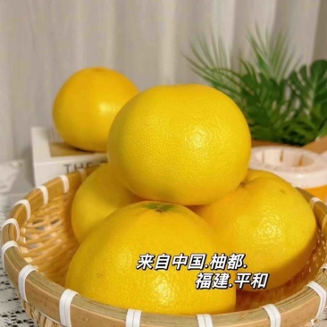 平和葡萄柚大量现货