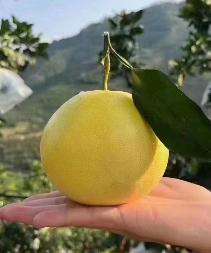 平和葡萄柚大量现货