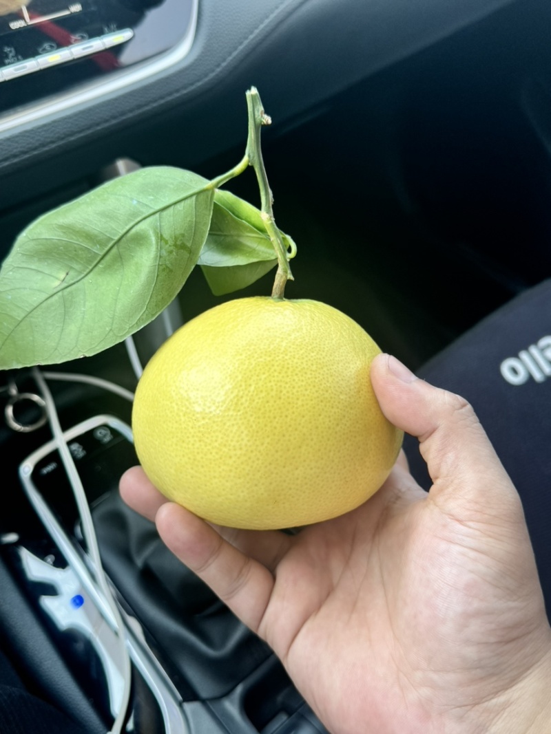 平和葡萄柚大量现货