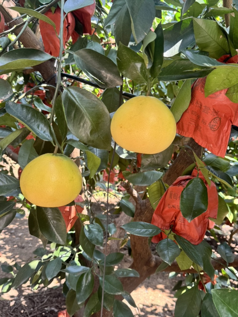 平和葡萄柚大量现货