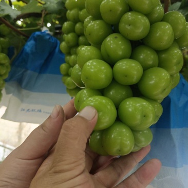 阳光玫瑰