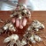 白芨种子产量含量高，品质有保障提供种植技术