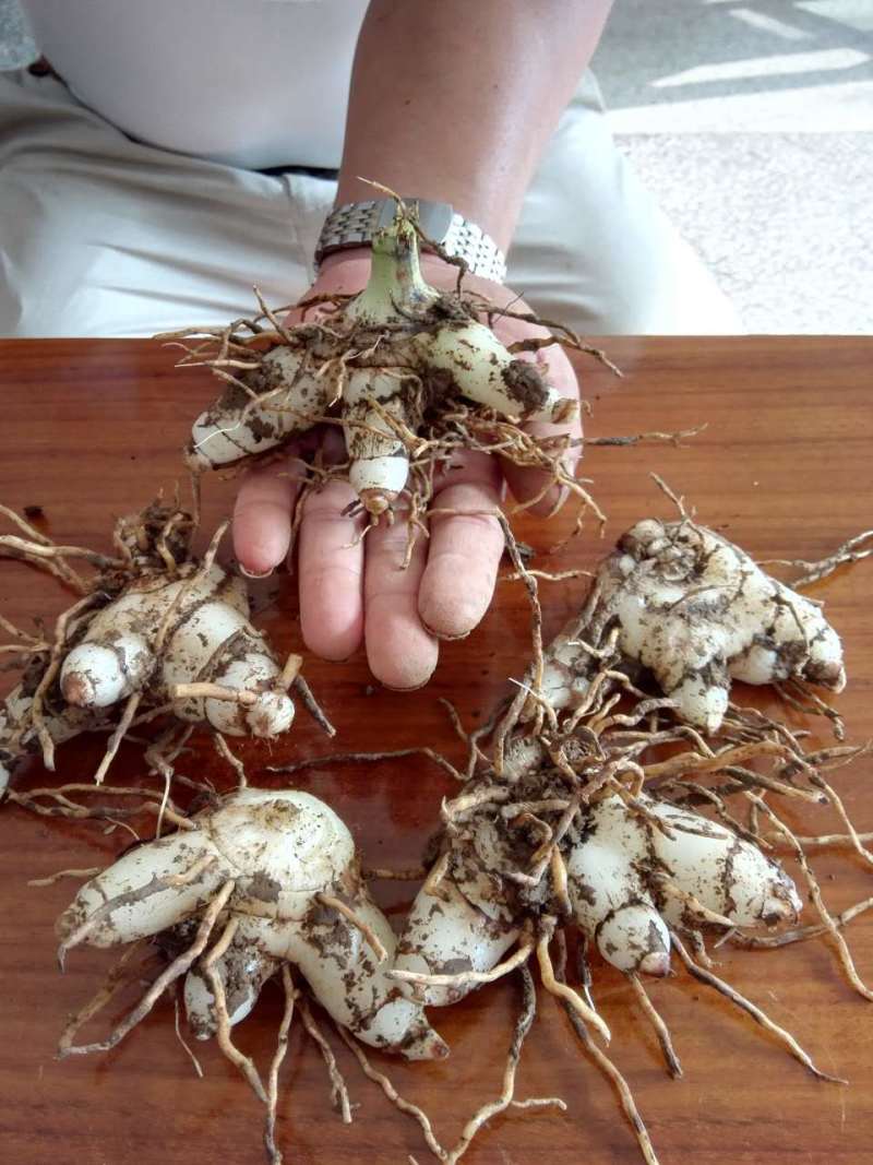 白芨种子产量含量高，品质有保障提供种植技术