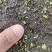 白芨种子产量含量高，品质有保障提供种植技术