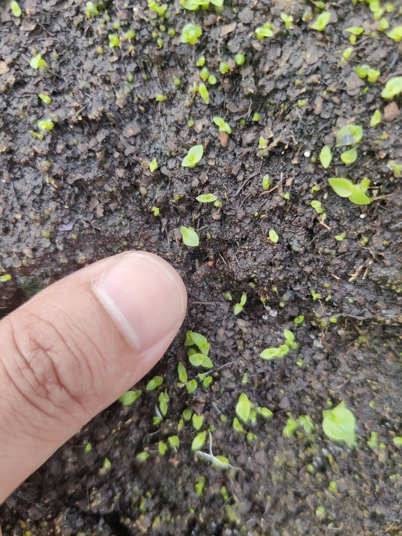 白芨种子产量含量高，品质有保障提供种植技术