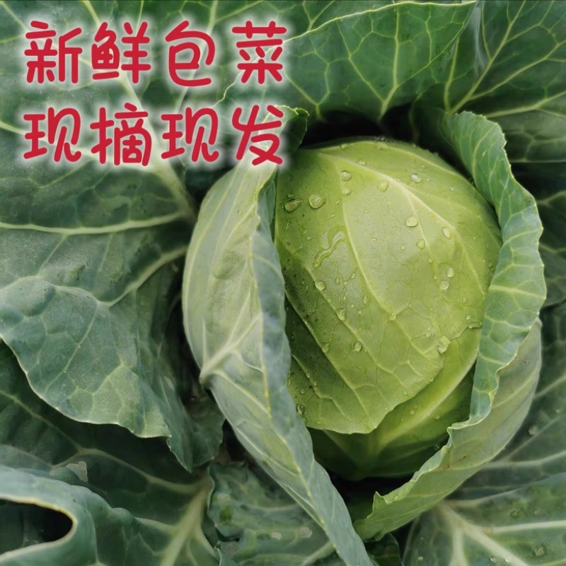 云南包菜品质保证诚信经营欢迎联系接商超市场电商包菜