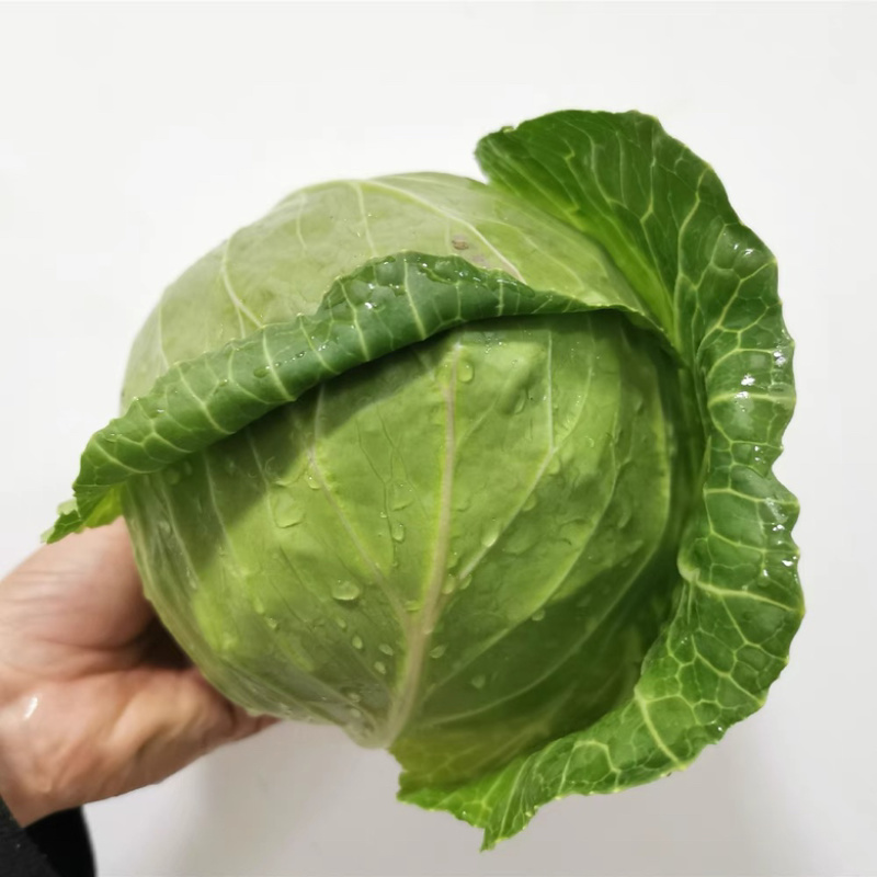 云南包菜品质保证诚信经营欢迎联系接商超市场电商包菜