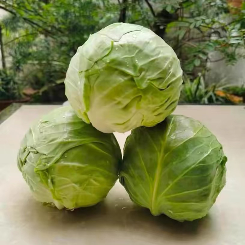 云南包菜品质保证诚信经营欢迎联系接商超市场电商包菜