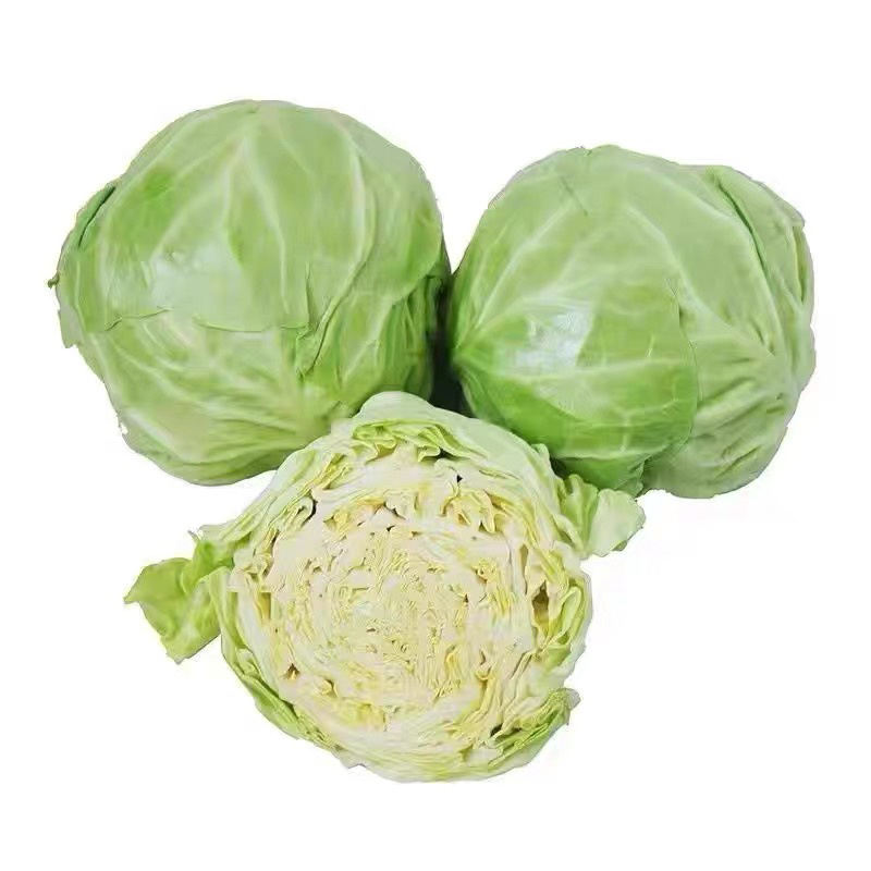 云南包菜品质保证诚信经营欢迎联系接商超市场电商包菜